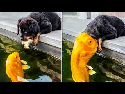 ANIMAIS SE AJUDANDO DE MANEIRAS QUE VOCÊ NUNCA IMAGINARIA! ❤️