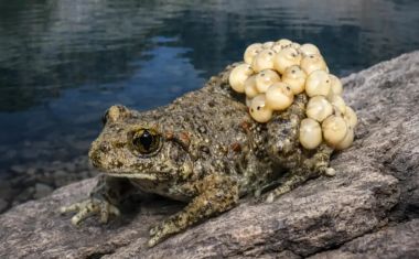 Cientistas finalmente descobriram por que alguns sapos sobrevivem a um fungo mortal