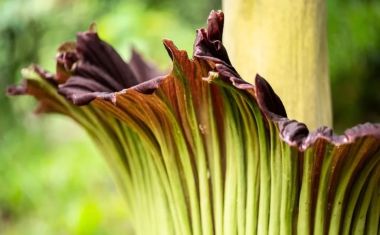 Cientistas que estudam as plantas com flores emitem um alerta severo para a humanidade
