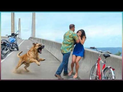 Pessoas Que Se Meteram Com Os Cães De Guarda Errados