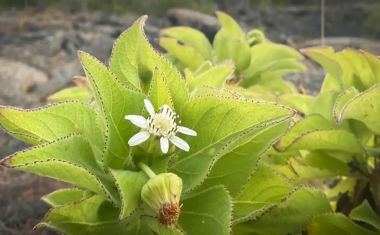 Cientistas descobriram que a evolução se repete nas Ilhas Galápagos