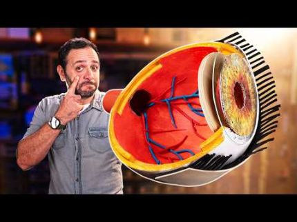 Você JÁ VIU um OLHO por DENTRO? SAIBA como FUNCIONA!