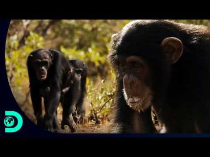 Chimpanzés cavam para sobreviver ao calor extremo | Natureza Extrema | Discovery Brasil
