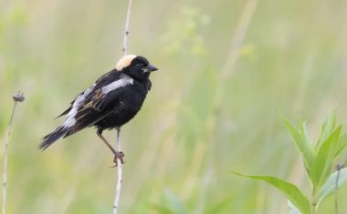 As aves campestres estão desaparecendo até mesmo de áreas criadas para protegê-las