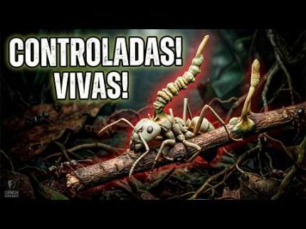 Este parasita faz as formigas fazerem coisas assustadoras