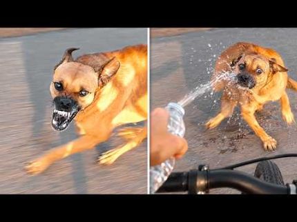 ANIMAIS QUE TIVERAM O QUE MERECIAM